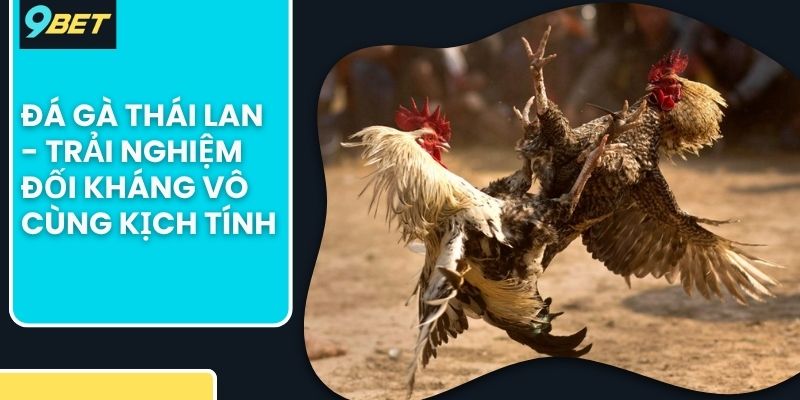 đá gà Thái Lan
