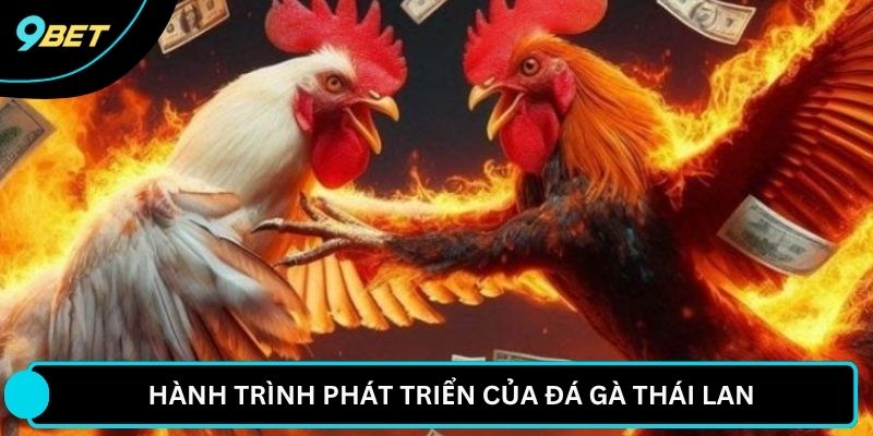 Hành trình phát triển của đá gà Thái Lan